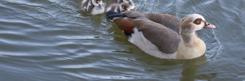 Invazní pták husice nilská se šíří po Česku