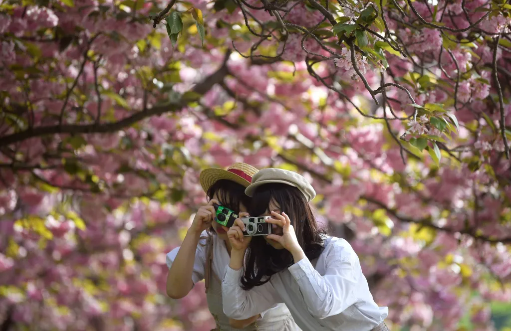 Dvě dívky pózují pro své přátele, kteří je fotí pod rozkvetlým stromem v parku Greenwich v Londýně, duben 2019