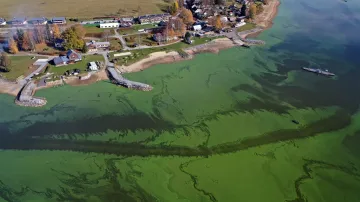 Jedním z projevů teplejší vody jsou sinice. Zde na hladině Lipna