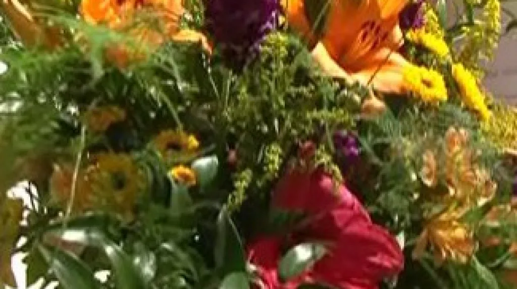 Výstava kamélií je k vidění v Rajhradě