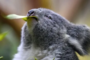 Koalové v ohrožení. Populární vačnatci si musí rozšířit jídelníček