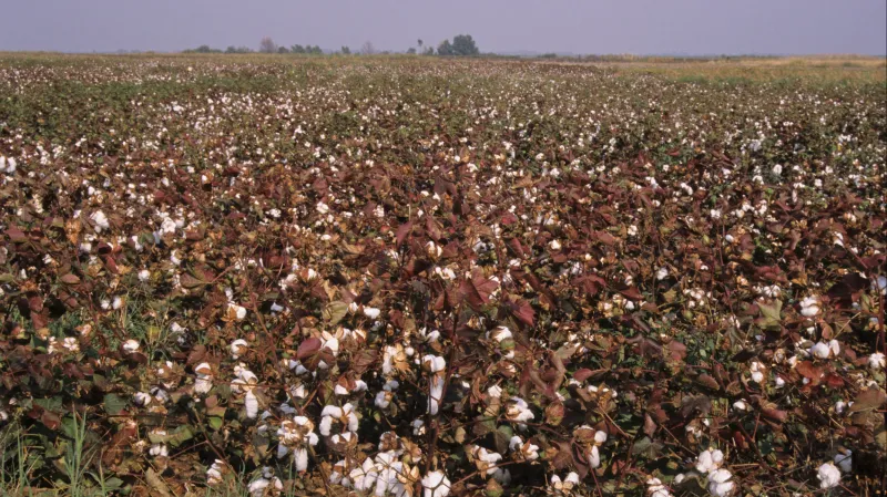 Bavlníkové pole v Řecku