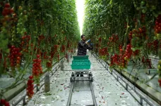 Britským farmám chybí pracovníci z Evropy. Přiložte sami ruku k dílu, vyzval Brity princ Charles