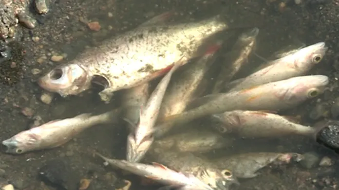 Uhynulo už osm metrů krychlových ryb