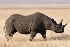 Vědci se snažili zachránit nosorožce uřezáním rohů. Nečekali, že jim tím změní chování