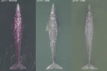 U Ameriky umírají plejtvákovci. Jsou vyhublí a nezvládnou migraci