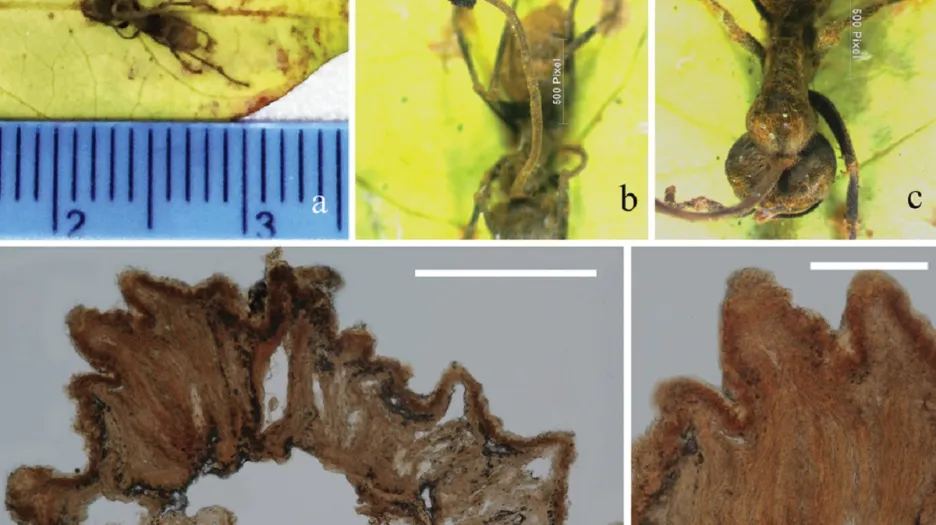 Houba Ophiocordyceps unilateralis se živí mravenci
