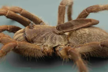 Nově objevený sklípkan má na zádech záhadný roh. Vědci ho našli v Angole