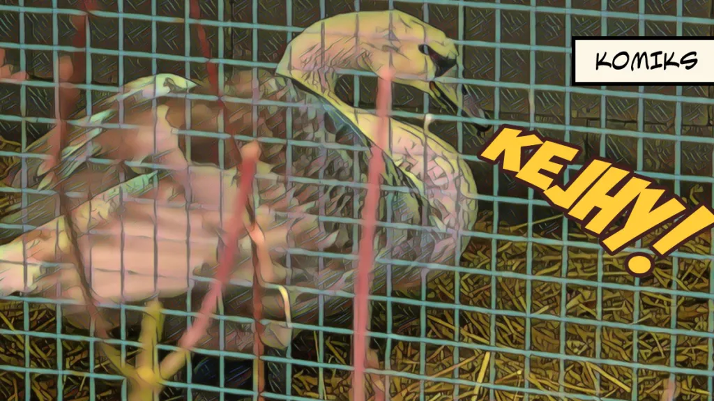 zachránění labutě