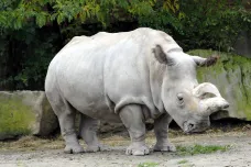 Na Zemi zbývají poslední tři zvířata. Čeští vědci ale chtějí nosorožce bílé zachránit
