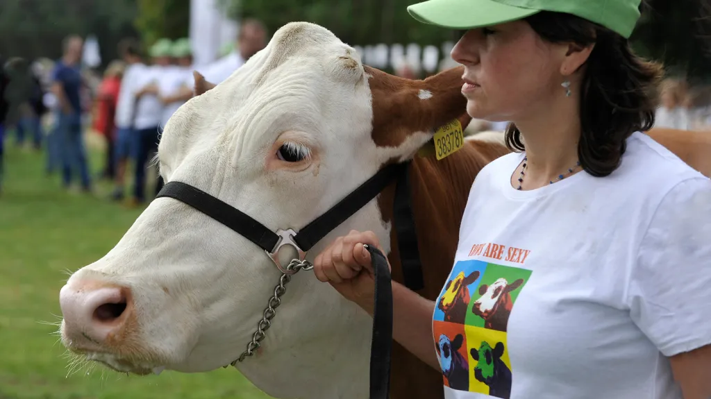 Den českého strakatého skotu