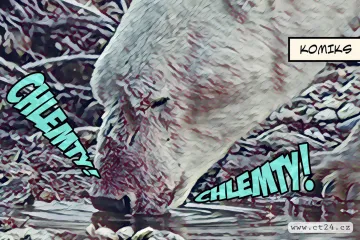 Lední medvědi kvůli klimatické změně ztrácejí na váze