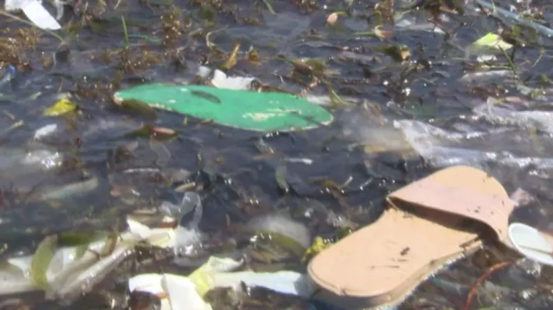 Žabky vyplavené na pláž v Africe