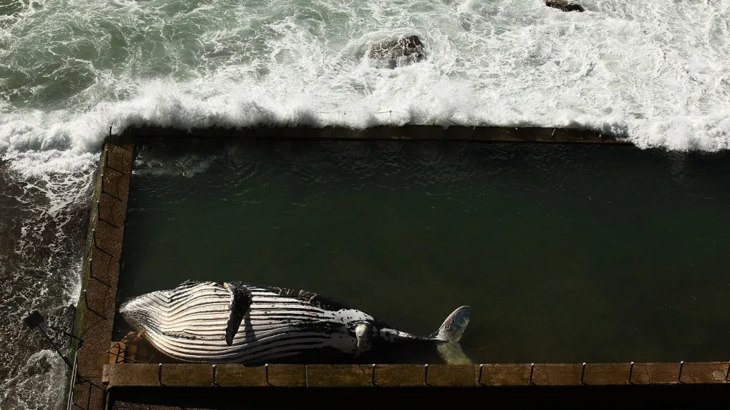 Moře vyvrhlo velrybu do bazénu