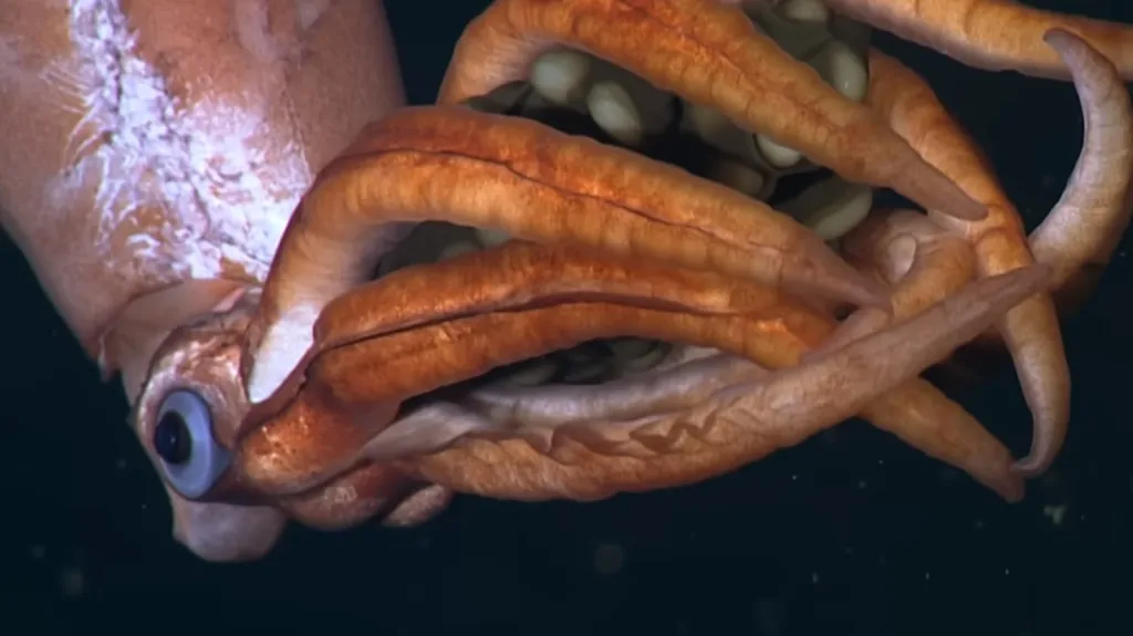 Nově objevený druh chobotnice chránící svá vejce