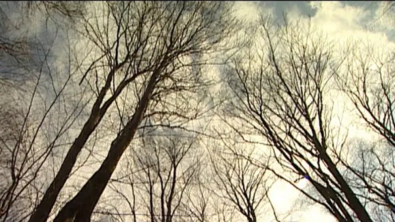 Erik Knajfl o kácení v Psí kuchyni