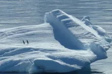Invazivní druhy vezmou Antarktidu ztečí, předvídá výzkum