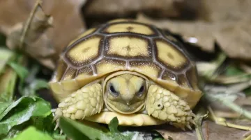 Zoo Zlín představila mláďata želv ostruhatých (Centrochelys sulcata)