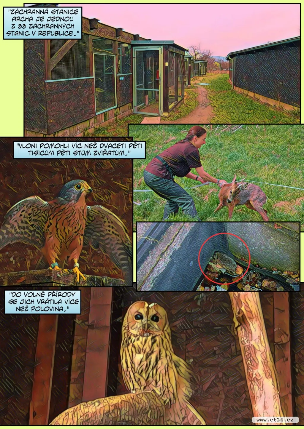 Unikátní operace poraněné labutě. Záchranná stanice Archa v Liberci pomáhá zvířatům