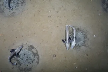 Expedice objevila u Antarktidy obří kolonii ryb. Má 60 milionů hnízd a je větší než Brno