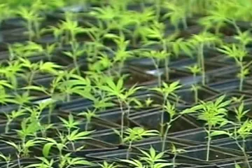 Lékaři a vědci založili petici za legální léčebné využití konopí