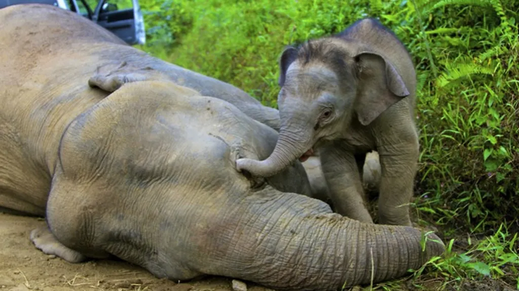 Slůně se snaží vzbudit svou otrávenou matku