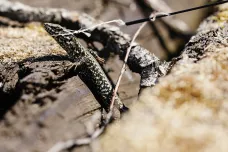 Ještěrky chytá nitkovým lasem, žáby sítěmi. Německý biolog zachraňuje obojživelníky a plazy 