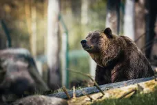 V okrese Liptovský Mikuláš narazil medvěd do lesního dělníka a zranil ho