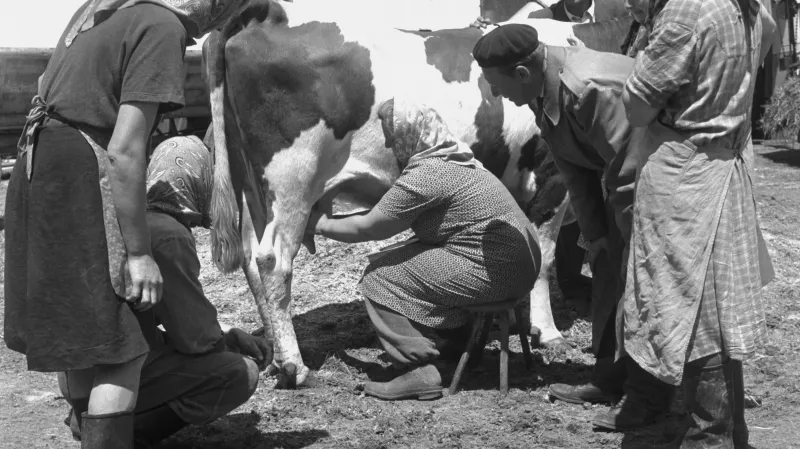 Zootechnik instruuje družstevnice v JZD Olešník o dojení krav masáží vemene