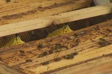 Liberečtí včelaři se potýkají s hnilobou, veterináři při ní vyžadují likvidaci úlů