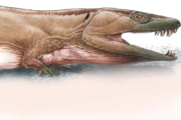 Obří „mločí“ predátor měl tlamu jako sešívačku, popsali paleontologové