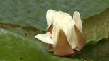 Rozkvetlý leknín na olomouckém výstavišti Flora