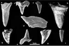 Ve vykopávkách v Jeruzalémě se našly žraločí zuby z dob dinosaurů