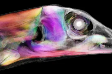 Třináct tisíc zvířat jako živých. Vědci zveřejnili největší galerii skenů z muzeí a depozitářů