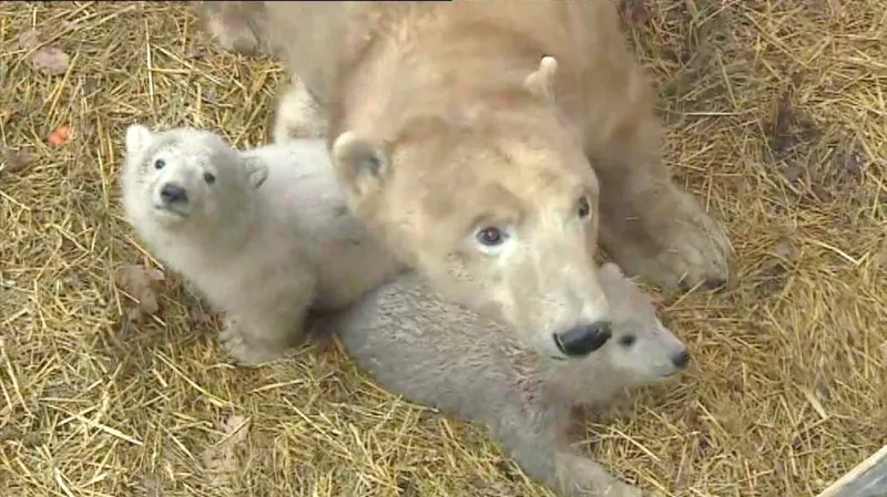 Brněnská medvíďata