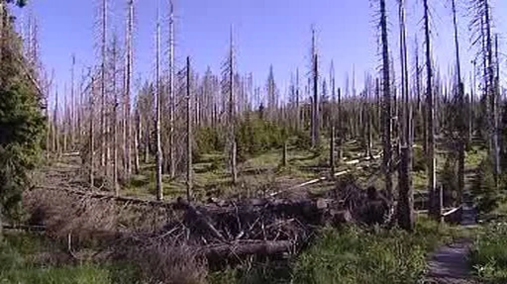 Les zasažený kůrovcem