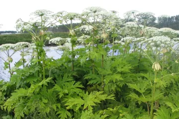 Past pokroku: Symbol invazních druhů do Česka přivezl Metternich