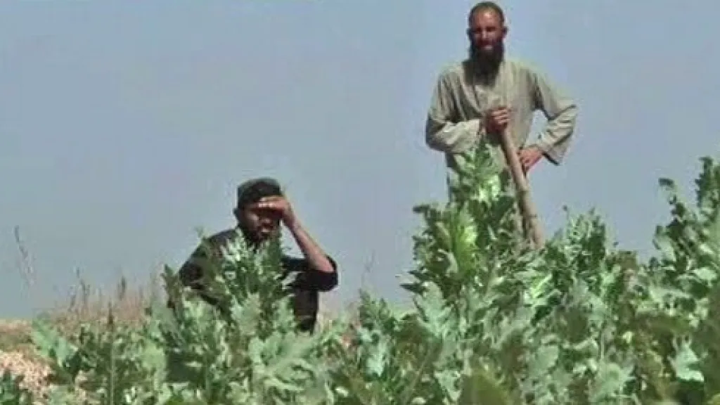 Afghánští pěstitelé máku