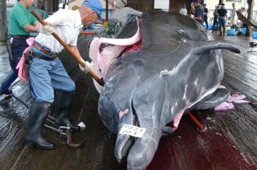 Už staří Římané zřejmě lovili masově velryby a přispěli k jejich vymírání