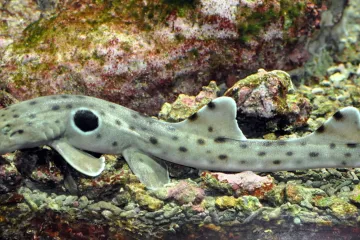 Oteplování oceánů způsobí, že žraločí mláďata budou menší a zranitelnější, varují vědci