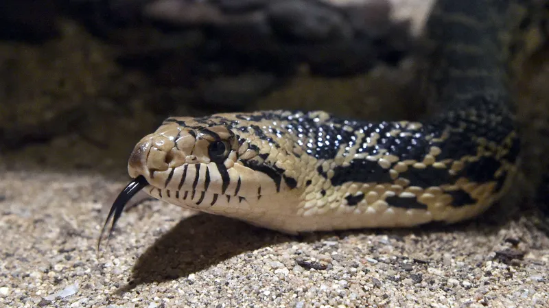 Užovka sanmartinská