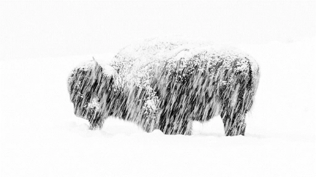 Osamělý bizon v Yellowstonském národním parku během vydatného sněžení. Vítěz kategorie Černobílá fotografie