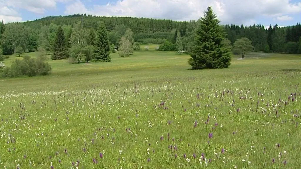 Krkonošská louka