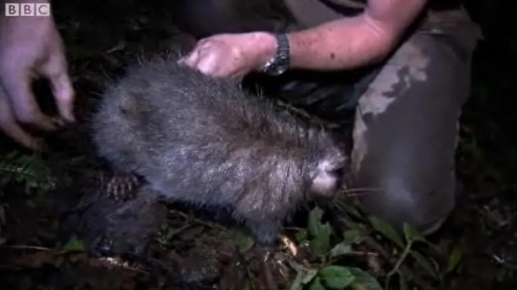 Bosavijská huňatá krysa