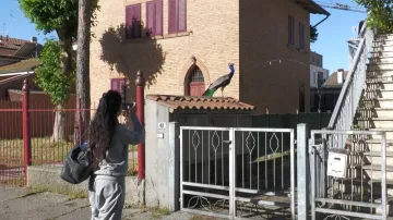 Ulice italského letoviska zaplnili přemnožení pávi