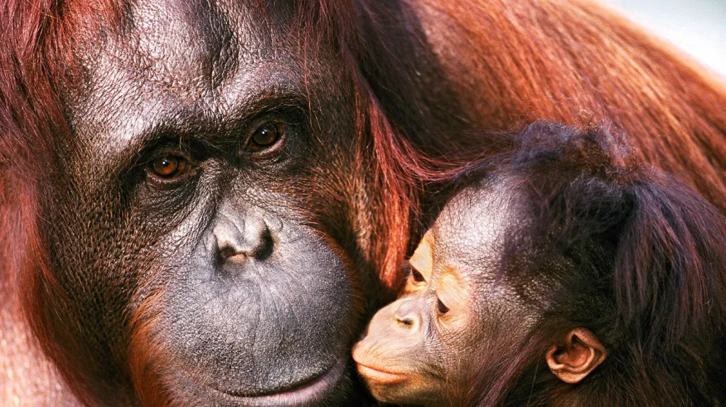 Jedním z nejvíce ohrožených druhů světa je orangutan.