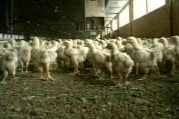 Evropská komise rozhoduje o povolení dovozu americké drůbeže do Evropy