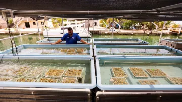 Pokus o záchranu korálů na Floridě
