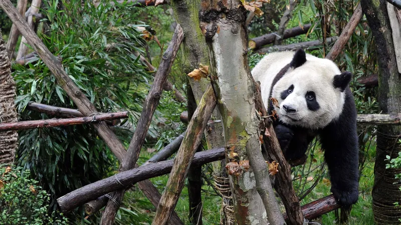 Panda v pandí rezervaci