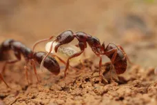 Český výzkum objevil přes sto nových druhů mravenců. Myrmekologové popsali, co jim chutná